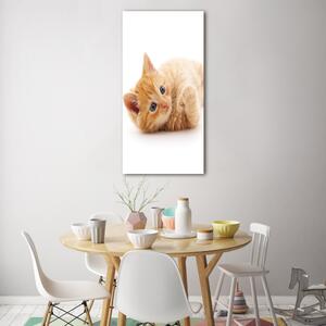 Fotografie imprimată pe sticlă pisică ghimbir mici
