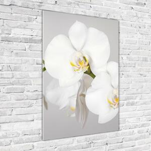 Fotografie imprimată pe sticlă alb orhidee