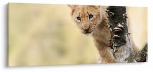 Tablou cu pui de leu (120x50 cm)