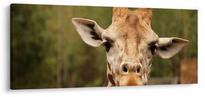 Tablou girafe (120x50 cm)