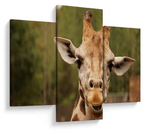Tablou girafe (90x60 cm)