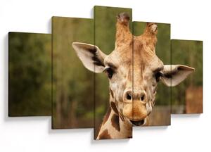 Tablou girafe (150x105 cm)