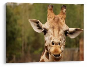 Tablou girafe (70x50 cm)