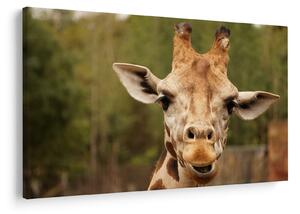 Tablou girafe (90x60 cm)