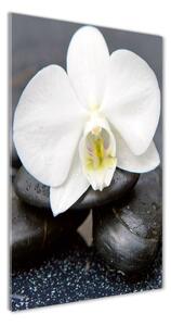 Fotografie imprimată pe sticlă Orhideea și pietre