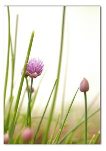 Fotografie imprimată pe sticlă floare arpagic