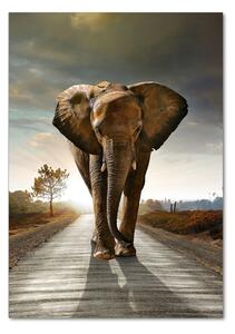 Fotografie imprimată pe sticlă elefant de mers pe jos