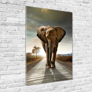 Fotografie imprimată pe sticlă elefant de mers pe jos