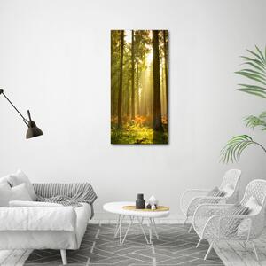 Print pe canvas pădure frumoasă