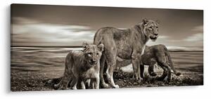 Tablou cu leii alb negri (120x50 cm)