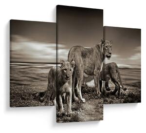 Tablou cu leii alb negri (90x60 cm)
