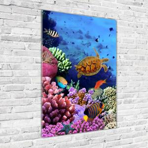 Fotografie imprimată pe sticlă recif de corali