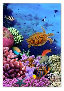 Fotografie imprimată pe sticlă recif de corali