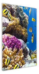 Tablou pe acril recif de corali