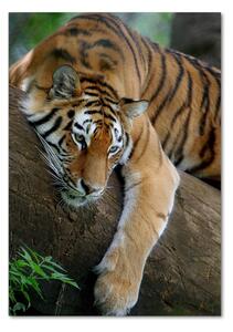 Fotografie imprimată pe sticlă Tiger pe un copac