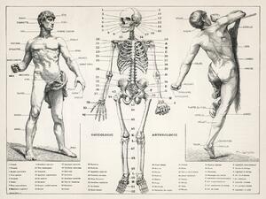 Ilustrare Antique Illustration of the Human Body & Skeleton (Biology), (40 x 30 cm)