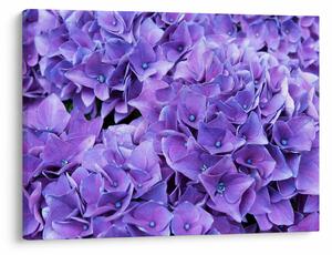 Tablou cu flori violete (70x50 cm)