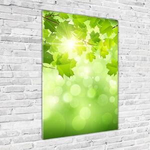 Tablou sticlă Frunze verzi