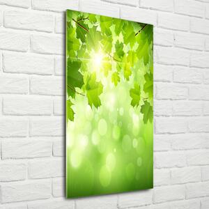 Tablou sticlă Frunze verzi