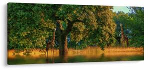Tablou cu girafe în natură (120x50 cm)