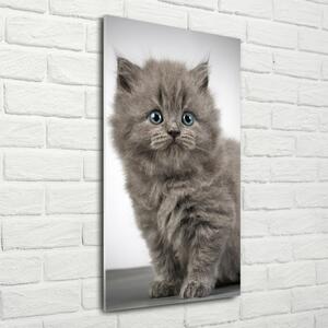 Fotografie imprimată pe sticlă pisică gri britanic
