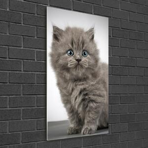 Tablou sticlă acrilică pisică gri britanic