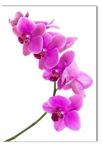 Fotografie imprimată pe sticlă orhidee roz