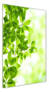 Tablou sticlă acrilică Frunze verzi