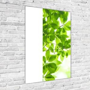 Tablou sticlă acrilică Frunze verzi