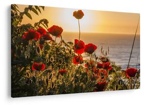 Tablou cu apus de soare cu flori de maci (90x60 cm)