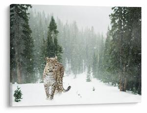Tablou cu leopard în zăpadă (70x50 cm)