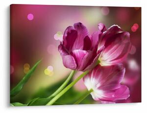 Tablou cu lalele roz (70x50 cm)