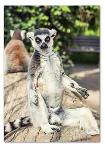 Fotografie imprimată pe sticlă Lemur