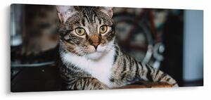 Tablou cu pisica (120x50 cm)