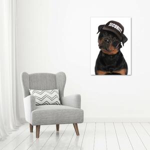 Fotografie imprimată pe sticlă Rottweiler într-un capac