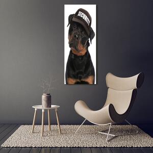 Fotografie imprimată pe sticlă Rottweiler într-un capac