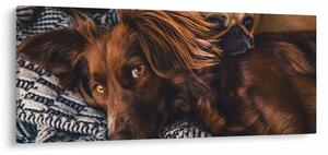 Tablou cu câini dormind (120x50 cm)