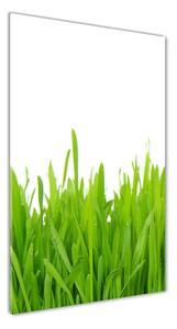 Fotografie imprimată pe sticlă iarbă verde