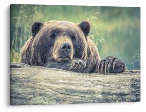 Tablou cu urs (70x50 cm)