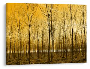 Tablou cu pădure în apus de soare (70x50 cm)