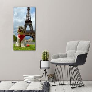 Tablou pe acril Câine din Paris