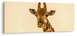 Tablou cu girafe (120x50 cm)