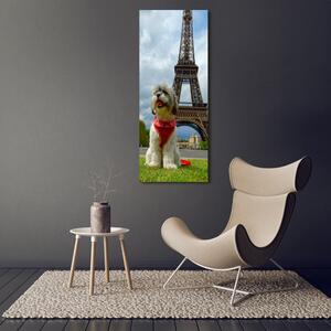 Fotografie imprimată pe sticlă Câine din Paris