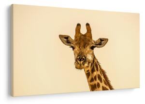 Tablou cu girafe (90x60 cm)
