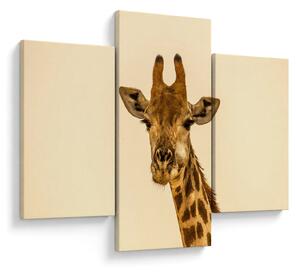 Tablou cu girafe (90x60 cm)