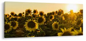 Tablou cu lan de floarea soarelui (120x50 cm)