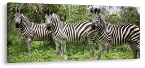 Tablou cu zebre (120x50 cm)