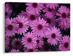 Tablou cu florile roz (70x50 cm)