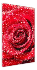 Tablou din Sticlă Trandafir roșu