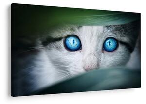 Tablou cu pisica (90x60 cm)